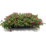 Portulaca pinkrot