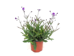 Verbena rigida Kübel