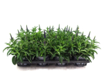 Veronica spicata blau