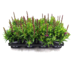 Lythrum