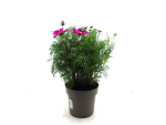 Cosmos Kübel Duo