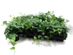 Hedera helix Mix