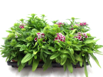 Dianthus barb. rotweiß