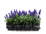 Salvia far. blau