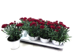 Dianthus caryo. rot