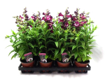 Penstemon lila