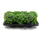 Exacum blau