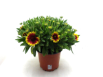 Gaillardia Kübel