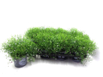 Gypsophila muralis weiß