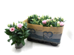 Eustoma russ. rosa