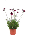 Cosmos "Chocamoca" Kübel