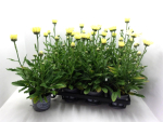 Leucanthemum "Broadway Lights"