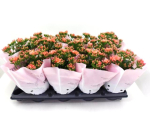 Kalanchoe halbgefüllt lachsorange