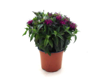 Monarda Kübel