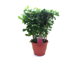 Tomatenkübel