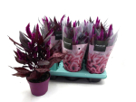 Celosia spic. "Mystic Shades"