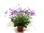 Verbena rigida Kübel