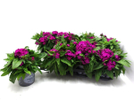Dianthus barbatus