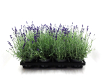 Lavandula ang.
