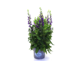 Lobelia Kübel blau