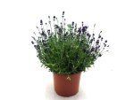 Lavandula ang. Duo-Kübel