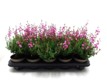 Daboecia cantabrica rosa