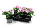 Catharanthus roseus rosa