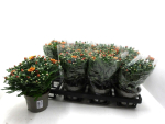 Chrysanthemum "Yahoo" bronze