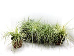 Carex "Evergold"