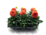 Dahlien orange