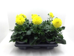 Dahlien gelb