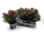 Hebe "All Blooms" rot