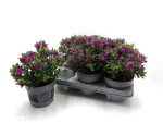 Hebe "All Blooms" blau