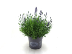 Lavandula ang. Kübel