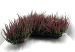 Calluna vulg. rot