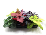 Heuchera Mix