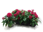 Pentas lanc. rot