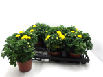 Chrysanthemum  ind. gelb