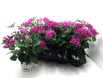 Pentas lila