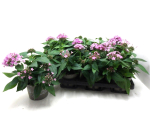 Pentas lanc. rosa