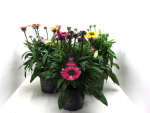 Echinacea pur. Kübel