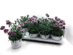 Dianthus car. bourdeaux