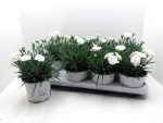 Dianthus caryo. weiß