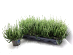 Calluna "Beauty Ladies" weiß