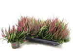 Calluna vulgaris  Twin