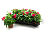 Catharanthus roseus rot