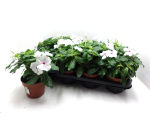 Catharanthus roseus weiß