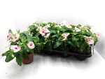 Catharanthus roseus rosa
