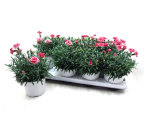 Dianthus car. Rosatöne