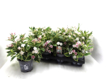 Weigelia